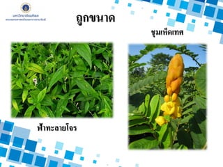 ฟ้าทะลายโจร
ชุมเห็ดเทศ
ถูกขนาด
 