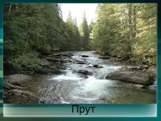 Прут
 