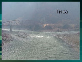 Тиса
 