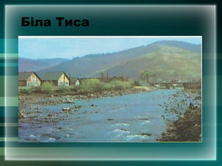 Біла Тиса
 