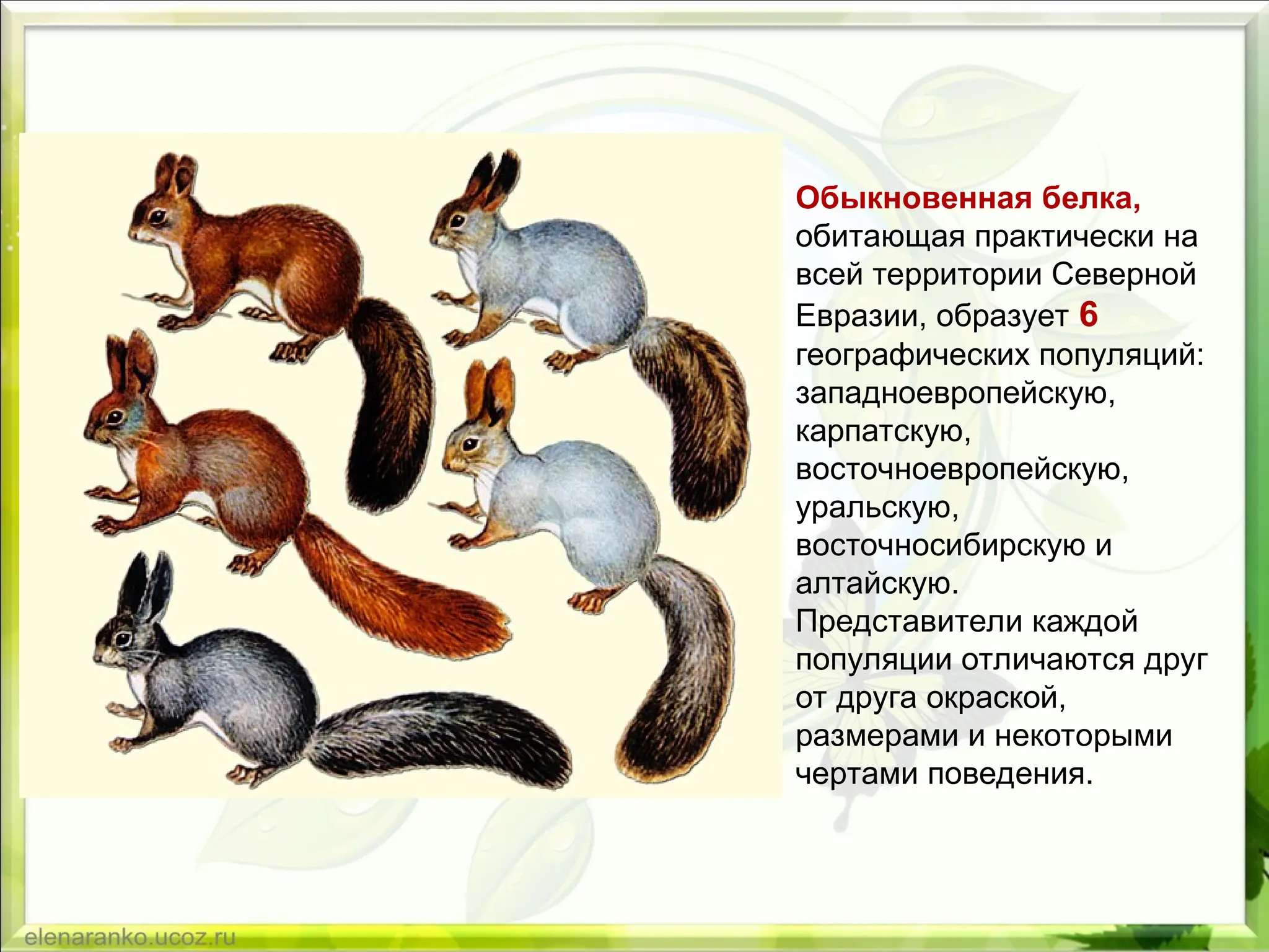 Обыкновенная белка,
обитающая практически на
всей территории Северной
Евразии, образует 6
географических популяций:
западноевропейскую,
карпатскую,
восточноевропейскую,
уральскую,
восточносибирскую и
алтайскую.
Представители каждой
популяции отличаются друг
от друга окраской,
размерами и некоторыми
чертами поведения.
 