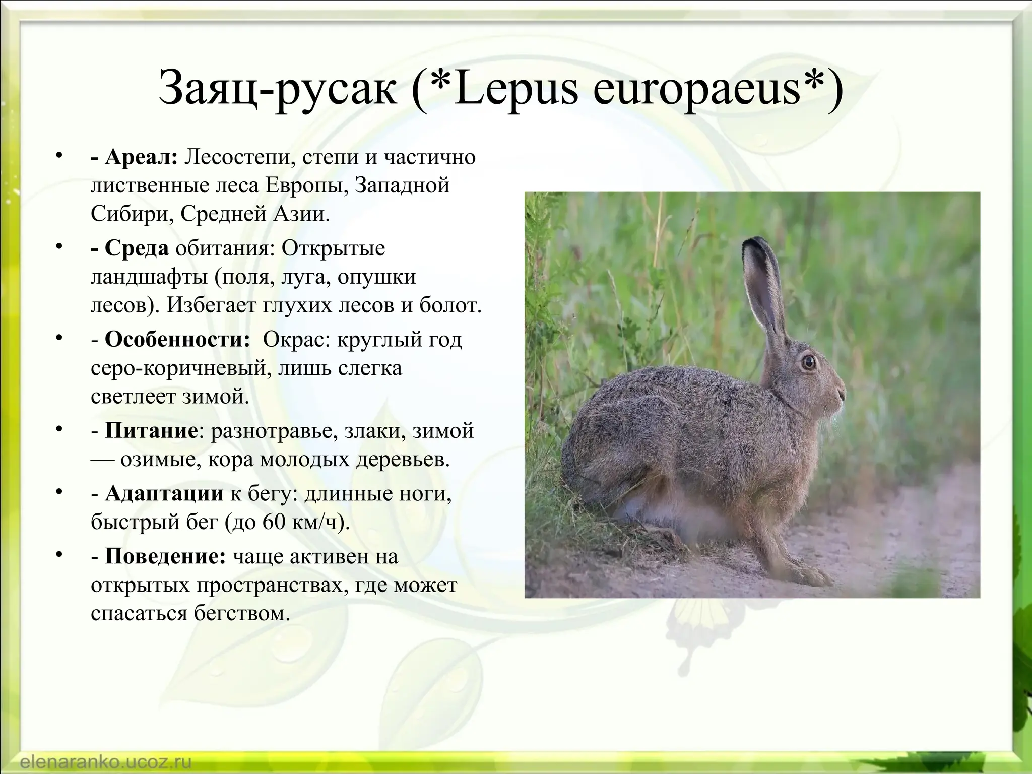 Заяц-русак (*Lepus europaeus*)
• - Ареал: Лесостепи, степи и частично
лиственные леса Европы, Западной
Сибири, Средней Азии.
• - Среда обитания: Открытые
ландшафты (поля, луга, опушки
лесов). Избегает глухих лесов и болот.
• - Особенности: Окрас: круглый год
серо-коричневый, лишь слегка
светлеет зимой.
• - Питание: разнотравье, злаки, зимой
— озимые, кора молодых деревьев.
• - Адаптации к бегу: длинные ноги,
быстрый бег (до 60 км/ч).
• - Поведение: чаще активен на
открытых пространствах, где может
спасаться бегством.
 