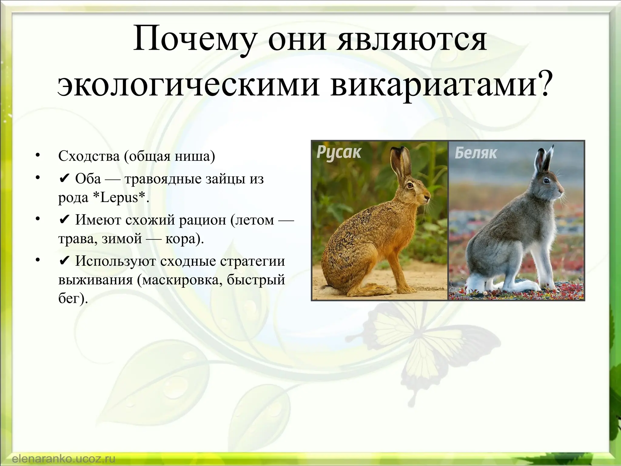Почему они являются
экологическими викариатами?
• Сходства (общая ниша)
• ✔️Оба — травоядные зайцы из
рода *Lepus*.
• ✔️Имеют схожий рацион (летом —
трава, зимой — кора).
• ✔️Используют сходные стратегии
выживания (маскировка, быстрый
бег).
 