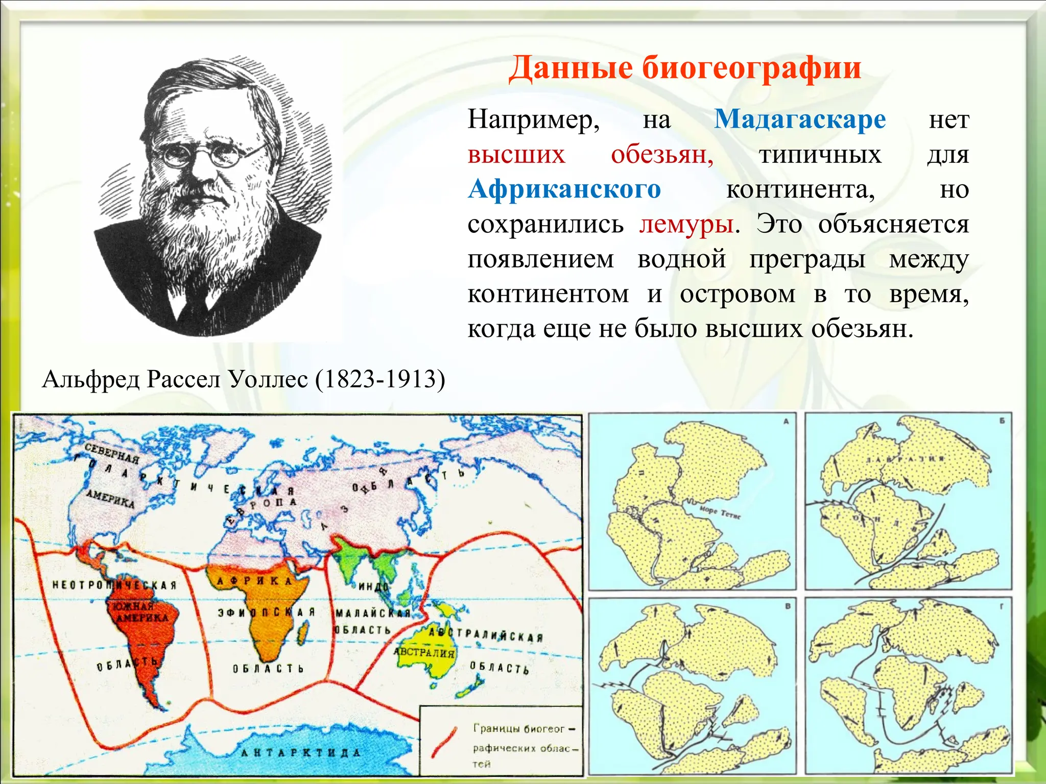 Данные биогеографии
Например, на Мадагаскаре нет
высших обезьян, типичных для
Африканского континента, но
сохранились лемуры. Это объясняется
появлением водной преграды между
континентом и островом в то время,
когда еще не было высших обезьян.
Альфред Рассел Уоллес (1823-1913)
 