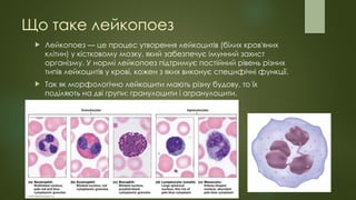 Що таке лейкопоез
 Лейкопоез — це процес утворення лейкоцитів (білих кров'яних
клітин) у кістковому мозку, який забезпечує імунний захист
організму. У нормі лейкопоез підтримує постійний рівень різних
типів лейкоцитів у крові, кожен з яких виконує специфічні функції.
 Так як морфологічно лейкоцити мають різну будову, то їх
поділяють на дві групи: гранулоцити і агранулоцити.
 