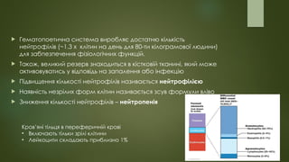  Гематопоетична система виробляє достатню кількість
нейтрофілів (~1.3 х клітин на день для 80-ти кілограмової людини)
для забпезпечення фізіологічних функцій.
 Також, великий резерв знаходиться в кістковій тканині, який може
активовуватись у відповідь на запалення або інфекцію
 Підвищення кількості нейтрофілів називається нейтрофілією
 Наявність незрілих форм клітин називається зсув формули вліво
 Зниження кількості нейтрофілів – нейтропенія
Кров’яні тільця в переферичній крові
• Включають тільки зрілі клітини
• Лейкоцити складають приблизно 1%
 