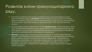 Розвиток клітин гранулоцитарного
ряду.
 Розглянемо розвиток клітин гранулоцитарного ряду. Родопочатковою клітиною
гранулоцитарного ряду є мієлобласт (клітина IVкласу). Клітина округло-овальної
форми, розміром 15-20 мкм цитоплазма базофільна. Ядро кругле, займає більшу
частину клітини, має ніжну структуру хроматину ядра і має одну або декілька
нуклеол.
 По мірі розвитку клітина переходить в стадію промієлоцита. Клітина розміром 18-25
мкм, цитоплазма базофільна, ядро овальної форми, розташоване ексцентрично,
має нуклеоли. На цій стадії диференціації починається формування специфічної
зернистості: нейтрофільної, еозинофільної, базофільної.
 Мієлоцит – більш зріла клітина цього ряду, розміром 12- 16 мкм. Ядро овальної
форми, іноді бобовидне, розташоване ексцентрично, структура хроматину більш
груба, нуклеоли відсутні. В цитоплазмі міститься зернистість – нейтрофільна,
базофільна, еозинофільна. Нейтрофільна зернистість – фіолетового кольору,
різнорідна, пиловидна; еозинофільна – оранжевого кольору, однорідна за
розміром, формою, забарвленням; базофільна – темно-фіолетового кольору,
груба, різнорідна.
 