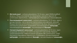 Метамієлоцит – клітина діаметром 12-14 мкм, ядро бобоподібної
форми, більш компактне за структурою, нуклеоли відсутні. В
цитоплазмі зернистість – нейтрофільна, базофільна, еозинофільна.
 Палочкоядерний гранулоцит – клітина діаметром 10-12 мкм, ядро у
вигляді палички, часто вигнутої. Цитоплазма оксифільна, займає
більшу частину цитоплазми. В залежності від виду зернистості, що
міститься в цитоплазмі, розрізняють паличкоядерний нейтрофіл,
паличкоядерний еозинофіл, паличкоядерний базофіл.
 Сегментоядерний гранулоцит - клітина діаметром 8-12 мкм, ядро
розділене на окремі сегменти (в нормі 3-7 сегментів). Ядерно-
цитоплазматичне співвідношення зміщене в бік цитоплазми, в якій
міститься специфічна зернистість. Розрізняють сегментоядерний
нейтрофіл, сегментоядерний базофіл, сегментоядерний еозинофіл.
 