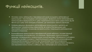 Функції лейкоцитів.
 Основну масу лейкоцитів у периферичній крові складають нейтрофільні
гранулоцити – паличкоядерні і сегментоядерні. Тривалість життя нейтрофільних
гранулоцитів в середньому 9-11 днів. У кров’яному руслі вони циркулюють від 30
хвилин до 2 днів, потім виходять в тканини, де і виконують захисну функцію.
 Найважливішими функціями нейтрофільних гранулоцитів є здатність до
фагоцитозу і утворення ряду ферментів, які мають бактерицидну дію,
підсилюють мітотичну та рухливу активність клітин, покращують регенеративні
процеси в тканинах.
 Еозинофільних гранулоцитів в периферичній крові небагато і основні функції
вони виконують не в кровотоці, а в тканинах. Приймають участь в імунних
реакціях: попереджають генералізацію імунної відповіді, обмежуючи її місцевим
процесом на рівні слизового і підепітеліального шару. Участь еозинофільних
гранулоцитів в розвитку імунітету при гельмінтозах полягає в кілерному
(цитотоксичному) ефекті цих клітин. Вони також мають фагоцитарну активність,
але виражена вона значно слабкіше, ніж у нейтрофільних гранулоцитів.
 