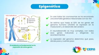 Epigenética
En casi todos los cromosomas se ha encontrado
una anomalía genética relacionada con los TEA
Se estima que hasta el 50% de los genes del
genoma humano (20,000) se expresan en la
maduración y el desarrollo del cerebro
El neurodesarrollo es muy complejo, con todos
esos genes indicando y dirigiendo los
acontecimientos
La expresión del genoma determina qué pasa,
dónde pasa y cuándo pasa
El ambiente es fundamental en la
expresión de estos genes.
 