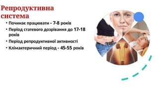 Репродуктивна
система
• Починає працювати - 7-8 років
• Період статевого дозрівання до 17-18
років
• Період репродуктивної активності
• Клімактеричний період - 45-55 років
 