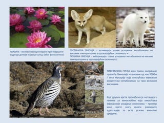 ТИБЕТАНСКА ГУСКА која током миграције
прелеће Хималаје на висини од чак 9000м
/ има мутацију која омогућава ефикасан
енергетски метаболизан на тако великим
висинама.
Код других врста пронађена је мутација у
генима за хемоглобин која омогућава
ефикасније усвајање кисеоника – пример
како врсте могу имати различите
адаптације за исте услове животне
средине.
ЛОКВАЊ –листови позиционирани при површине
воде где допире највише сунца (због фотосинтезе)
ПУСТИЊСКА ЛИСИЦА – естивација: стање успореног метаболизма на
високим температурама у одговарајућем склоништу и
ПОЛАРНА ЛИСИЦА – хибернација: стање успореног метаболизма на ниским
температурама у одговарајућем склоништу)
 