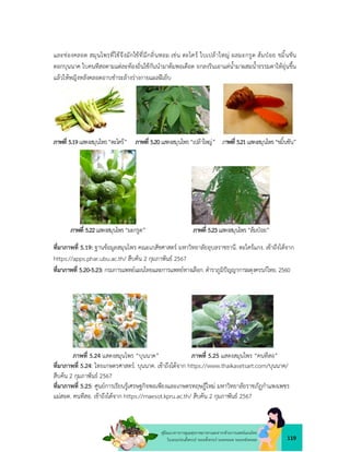 119
คูมือแนวทางการดูแลสุขภาพมารดาและทารกดวยการแพทยแผนไทย
ในระยะกอนตั้งครรภ ระยะตั้งครรภ ระยะคลอด ระยะหลังคลอด
และชองคลอด สมุนไพรที่ใชจึงมักใชที่มีกลิ่นหอม เชน ตะไคร ใบเปลาใหญ ผลมะกรูด สมปอย ขมิ้นชัน
ดอกบุนนาค ใบคนทีสอตามแตละทองถิ่นใชกันนำมาตมพอเดือด ยกลงรินเอาแตน้ำมาผสมน้ำธรรมดาใหอุนขึ้น
แลวใหหญิงหลังคลอดอาบชำระลางรางกายแผลฝเย็บ
ภาพที่ 5.19แสดงสมุนไพร“ตะไคร” ภาพที่ 5.20แสดงสมุนไพร“เปลาใหญ” ภาพที่ 5.21แสดงสมุนไพร“ขมิ้นชัน”
ภาพที่ 5.22แสดงสมุนไพร“มะกรูด” ภาพที่ 5.23แสดงสมุนไพร“สมปอย”
ที่มาภาพที่ 5.19: ฐานขอมูลสมุนไพร คณะเภสัชศาสตร มหาวิทยาลัยอุบลราชธานี. ตะไครแกง. เขาถึงไดจาก
https://apps.phar.ubu.ac.th/ สืบคน 2 กุมภาพันธ 2567
ที่มาภาพที่ 5.20-5.23: กรมการแพทยแผนไทยและการแพทยทางเลือก. ตำราภูมิปญญาการผดุงครรภไทย. 2560
ภาพที่ 5.24 แสดงสมุนไพร “บุนนาค” ภาพที่ 5.25 แสดงสมุนไพร “คนทีสอ”
ที่มาภาพที่ 5.24: ไทยเกษตรศาสตร. บุนนาค. เขาถึงไดจาก https://www.thaikasetsart.com/บุนนาค/
สืบคน 2 กุมภาพันธ 2567
ที่มาภาพที่ 5.25: ศูนยการเรียนรูเศรษฐกิจพอเพียงและเกษตรทฤษฎีใหม มหาวิทยาลัยราชภัฏกำแพงเพชร
แมสอด. คนทีสอ. เขาถึงไดจาก https://maesot.kpru.ac.th/ สืบคน 2 กุมภาพันธ 2567
 
