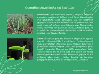 Ομοταξία: Μονοκότυλα και δικότυλα
Μονοκότυλο είναι το φυτό του οποίου ο σπόρος ή το έμβρυο
έχει μόνο ένα εμβρυακό φύλλο ή κοτυληδόνα. Η κοτυληδόνα
στα μονοκότυλα φυτά χρησιμεύει για την πρόσληψη
χρήσιμων ουσιών από το ενδοσπέρμιο. Τα μονοκότυλα είναι
φυτά εξαιρετικά χρήσιμα στον άνθρωπο γιατί δίνουν τροφή,
έλαια, κλωστικές ίνες ενώ είναι και καλλωπιστικά φυτά. Τα
περισσότερα μονοκοτυλήδονα φυτά είναι μικρά και ποώδη,
ενώ λίγα είναι θάμνοι ή δέντρα.
Δικότυλο είναι το φυτό του οποίου ο σπόρος ή το έμβρυο
έχει δύο εμβρυακά φύλλα ή κοτυληδόνες. Τα δικότυλα φυτά
είναι η μεγαλύτερη κλάση των αγγειόσπερμων φυτών και η
μεγαλύτερη του φυτικού βασιλείου. Είναι φανερόγαμα φυτά,
δηλαδή έχουν ρίζες, βλαστούς και φύλλα και παράγουν άνθη.
Τα περισσότερα από τα φυτά αυτά είναι θάμνοι και δέντρα
ενώ υπάρχουν και πολλά ποώδη. Είναι πολύ χρήσιμα για τον
άνθρωπο αφού δίνουν: τροφή, φρούτα και λαχανικά,
μπαχαρικά, έλαια, ξυλεία και επίσης είναι καλλωπιστικά.
Γκερμπεσιώτη Ηλιάνα
14
 