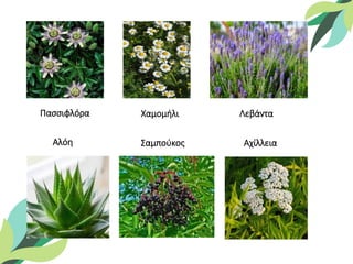 Πασσιφλόρα Χαμομήλι Λεβάντα
Αλόη Σαμπούκος Αχίλλεια
 