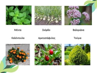 Μέντα Σκόρδο
Αρκτοστάφυλος Τούγια
Καλέντουλα
Βαλεριάνα
 