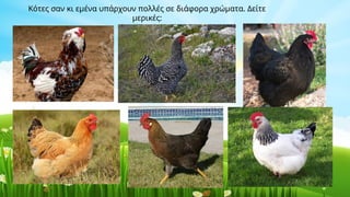 Κότες σαν κι εμένα υπάρχουν πολλές σε διάφορα χρώματα. Δείτε
μερικές:
 