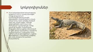 կոկորդիլոսներ
 Շատ կոկորդիլոսների երկարությունը
2-5,5
կազմում է մ։ Նրանց արտաքին
տեսքը ցուցադրում է
հարմարվածությունը ջրային
,
միջավայրին՝ տափակ գլուխ ու իրան
,
երկար դունչ երկու կողմից սեղմված
,
հզոր պոչ կարճ ոտքեր։ Դիմացի
5 ,
վերջույթներին ունի մատ իսկ
4 ( ),
հետևինում՝ չունի ճկույթ որոնք
կպած են մաշկին։ Ուղղահայաց
ճեղքավոր բիբով աչքերը տեղադրված
,
են գլխի վերևի հատվածում այդպիսով
,
նա կարողանում է նայել ջրից դուրս
հանելով միայն քթանցքները և աչքերը։
Քթանցքները և ականջների անցքերը
ջրի տակ փակվում են շարժվող
փականներով։
 