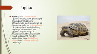 Կրիա
 Կրիա ( .
լատ , սողունների
դասին պատկանող զրահավոր
ցամաքային և ջրային
կենդանիներ են։ Տարածված են
համարյա ամբողջ երկրագնդով
,
մեկ։ Հայտնի է որ կրիաները
220
գոյություն են ունեցել
միլիոն տարի առաջ[1]
և
հանդիսանում են սողունների
,
դասի ամենահին խումբը
,
ավելի հին քան մողեսների,
օձերի կամ կոկորդիլոսների
խմբերը։
 