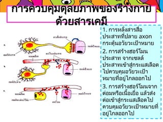 1. การหลั่งสารสื่อ
ประสาทที่ปลาย axon
กระตุ้นอวัยวะเป้าหมาย
2. การสร้างฮอร์โมน
ประสาท จากเซลล์
ประสาทเข้าสู่กระแสเลือด
ไปควบคุมอวัยวะเป้า
หมายที่อยู่ไกลออกไป
3. การสร้างฮอร์โมนจาก
ต่อมหรือเนื้อเยื่อ แล้วส่ง
ต่อเข้าสู่กระแสเลือดไป
ควบคุมอวัยวะเป้าหมายที่
อยู่ไกลออกไป
การควบคุมดุลยภาพของร่างกาย
ด้วยสารเคมี
 