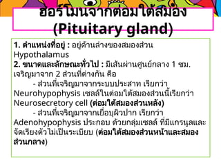 1. ตำแหน่งที่อยู่ : อยู่ด้านล่างของสมองส่วน
Hypothalamus
2. ขนาดและลักษณะทั่วไป : มีเส้นผ่านศูนย์กลาง 1 ซม.
เจริญมาจาก 2 ส่วนที่ต่างกัน คือ
- ส่วนที่เจริญมาจากระบบประสาท เรียกว่า
Neurohypophysis เซลล์ในต่อมใต้สมองส่วนนี้เรียกว่า
Neurosecretory cell (ต่อมใต้สมองส่วนหลัง)
- ส่วนที่เจริญมาจากเยื่อบุผิวปาก เรียกว่า
Adenohypophysis ประกอบ ด้วยกลุ่มเซลล์ ที่มีแกรนูลและ
จัดเรียงตัวไม่เป็นระเบียบ (ต่อมใต้สมองส่วนหน้าและสมอง
ส่วนกลาง)
ฮอร์โมนจากต่อมใต้สมอง
(Pituitary gland)
 