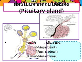 • ต่อมใต้สมองแบ่งเป็น 3 ส่วน
1. ต่อมใต้สมองส่วนหน้า
2. ต่อมใต้สมองส่วนกลาง
3. ต่อมใต้สมองส่วนหลัง
ฮอร์โมนจากต่อมใต้สมอง
(Pituitary gland)
 