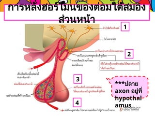 การหลั่งฮอร์โมนของต่อมใต้สมอง
ส่วนหน้า
1
2
3
4
***ปลาย
axon อยู่ที่
hypothal
amus
 