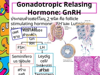 Gonadotropic Relasing
Hormone: GnRH
ประกอบด้วยฮอร์โมน 2 ชนิด คือ follicle
stimulating hormone: FSH และ Lutinizing
Hormone: LH
ต่อมใต้สมอง
ส่วนหน้า
เพศ
ชาย
Gn
RH
FSH LH
สร้าง
Leydig
cell/
Interstiti
al cell
Seminifero
us tubule
สร้าง
 