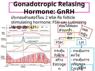ต่อมใต้สมอง
ส่วนหน้า เพศ
หญิง
Gn
RH
FSH LH
กระตุ้น
folicle
สร้าง
Estroge
n
- กระตุ้นการ
ตกไข่
- กระตุ้นการ
เจริญของ
Corpus
สร้าง
ประกอบด้วยฮอร์โมน 2 ชนิด คือ follicle
stimulating hormone: FSH และ Lutinizing
Hormone: LH
Gonadotropic Relasing
Hormone: GnRH
 