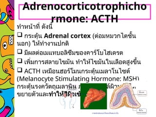 ทำหน้าที่ ดังนี้
 กระตุ้น Adrenal cortex (ต่อมหมวกไตชั้น
นอก) ให้ทำงานปกติ
 มีผลต่อเมแทบอลิซึมของคาร์โบไฮเดรต
 เพิ่มการสลายไขมัน ทำให้ไขมันในเลือดสูงขึ้น
 ACTH เหมือนฮอร์โมนกระตุ้นเมลาโนไซต์
(Melanocyte Stimulating Hormone: MSH)
กระตุ้นรงควัตถุเมลานิน ภายในเซลล์ผิวหนังให้
ขยายตัวและทำให้สีผิวเข้มขึ้น
Adrenocorticotrophicho
rmone: ACTH
 