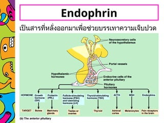 เป็นสารที่หลั่งออกมาเพื่อช่วยบรรเทาความเจ็บปวด
Endophrin
 