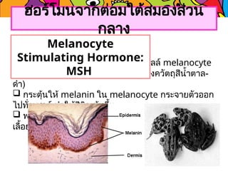 ฮอร์โมนจากต่อมใต้สมองส่วน
กลาง
 ผลิตและหลั่ง MSH เพื่อไปกระตุ้นเซลล์ melanocyte
ให้สังเคราะห์ melatonin (รงควัตถุสีน้ำตาล-
ดำ)
 กระตุ้นให้ melanin ใน melanocyte กระจายตัวออก
ไปทั่วเซลล์ ทำให้สีผิวเข้มขึ้น
 พบในสัตว์จำพวกปลา สัตว์สะเทินน้ำสะเทินบก และสัตว์
เลื้อยคลานบางชนิด
Melanocyte
Stimulating Hormone:
MSH
 