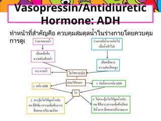 ทำหน้าที่สำคัญคือ ควบคุมสมดุลน้ำในร่างกายโดยควบคุม
การดูดน้ำกลับที่ท่อหน่วยไต
Vasopressin/Antidiuretic
Hormone: ADH
 