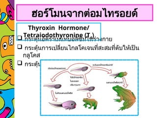  กระตุ้นอัตราเมแทบอลิซึมในร่างกาย
 กระตุ้นการเปลี่ยนไกลโคเจนที่สะสมที่ตับให้เป็น
กลูโคส
 กระตุ้น Metamorphosis
ฮอร์โมนจากต่อมไทรอยด์
Thyroxin Hormone/
Tetraiodothyronine (T4)
 