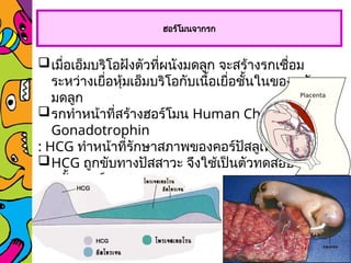 ฮอร์โมนจากรก
เมื่อเอ็มบริโอฝังตัวที่ผนังมดลูก จะสร้างรกเชื่อม
ระหว่างเยื่อหุ้มเอ็มบริโอกับเนื้อเยื่อชั้นในของผนัง
มดลูก
รกทำหน้าที่สร้างฮอร์โมน Human Chorionic
Gonadotrophin
: HCG ทำหน้าที่รักษาสภาพของคอร์ปัสลูเทียมในรังไข่
HCG ถูกขับทางปัสสาวะ จึงใช้เป็นตัวทดสอบ
การตั้งครรภ์
 