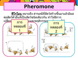 Pheromone
ฟีโรโมน หมายถึง สารเคมีที่สัตว์สร้างขึ้นมาแล้วมีผล
ต่อสัตว์ตัวอื่นที่เป็นสัตว์ชนิดเดียวกัน ทำให้มีการ
เปลี่ยนแปลงทางสรีระและพฤติกรรมบางประการได้
การ
ทดลองที่
1
การ
ทดลองที่
2
 