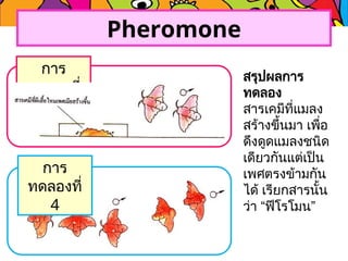 Pheromone
การ
ทดลองที่
3
การ
ทดลองที่
4
สรุปผลการ
ทดลอง
สารเคมีที่แมลง
สร้างขึ้นมา เพื่อ
ดึงดูดแมลงชนิด
เดียวกันแต่เป็น
เพศตรงข้ามกัน
ได้ เรียกสารนั้น
ว่า “ฟีโรโมน”
 