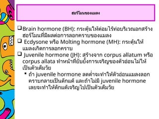 ฮอร์โมนของแมลง
Brain hormone (BH): กระตุ้นให้ต่อมไร้ท่อบริเวณอกสร้าง
ฮอร์โมนที่มีผลต่อการลอกคราบของแมลง
 Ecdysone หรือ Molting hormone (MH): กระตุ้นให้
แมลงเกิดการลอกคราบ
 Juvenile hormone (JH): สร้างจาก corpus allatum หรือ
corpus allata ทำหน้าที่ยับยั้งการเจริญของตัวอ่อนไม่ให้
เป็นตัวเต็มวัย
 ถ้า juvenile hormone ลดต่ำจะทำให้ตัวอ่อนแมลงลอก
คราบกลายเป็นดักแด้ และถ้าไม่มี juvenile hormone
เลยจะทำให้ดักแด้เจริญไปเป็นตัวเต็มวัย
 