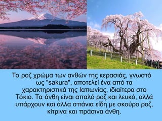 Το ροζ χρώμα των ανθών της κερασιάς, γνωστό
ως "sakura", αποτελεί ένα από τα
χαρακτηριστικά της Ιαπωνίας, ιδιαίτερα στο
Τόκιο. Τα άνθη είναι απαλό ροζ και λευκό, αλλά
υπάρχουν και άλλα σπάνια είδη με σκούρο ροζ,
κίτρινα και πράσινα άνθη.
r
 