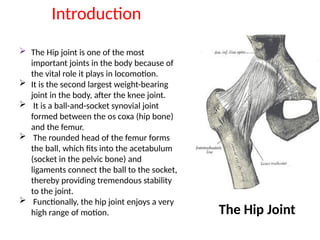 Introduction
 The Hip joint is one of the most
important joints in the body because of
the vital role it plays in locomotion.
 It is the second largest weight-bearing
joint in the body, after the knee joint.
 It is a ball-and-socket synovial joint
formed between the os coxa (hip bone)
and the femur.
 The rounded head of the femur forms
the ball, which fits into the acetabulum
(socket in the pelvic bone) and
ligaments connect the ball to the socket,
thereby providing tremendous stability
to the joint.
 Functionally, the hip joint enjoys a very
high range of motion. The Hip Joint
 