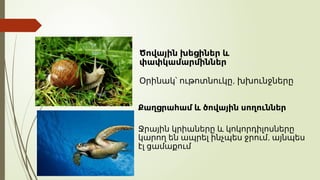 Ծովային խեցիներ և
փափկամարմիններ
,
Օրինակ՝ ութոտնուկը խխունջները
Քաղցրահամ և ծովային սողուններ
Ջրային կրիաները և կոկորդիլոսները
,
կարող են ապրել ինչպես ջրում այնպես
էլ ցամաքում
 