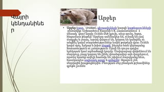 Վայրի
կենդանինե
ր
 