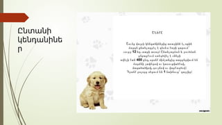 Ընտանի
կենդանինե
ր
 