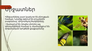 Միջատներ
•Միջատները շատ կարևոր են բնության
համար։ Նրանք օգնում են բույսերին
,
բազմանալ՝ փոշոտելով ծաղիկները
• ծառայում են որպես սնունդ այլ
կենդանիների համար և մասնակցում են
օրգանական նյութերի քայքայմանը
 