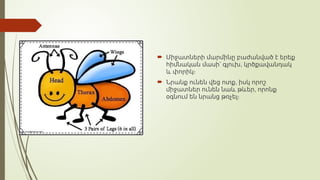  Միջատների մարմինը բաժանված է երեք
,
հիմնական մասի՝ գլուխ կրծքավանդակ
և փորիկ։
 ,
Նրանք ունեն վեց ոտք իսկ որոշ
,
միջատներ ունեն նաև թևեր որոնք
օգնում են նրանց թռչել։
 