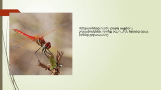 •Միջատները ունեն բարդ աչքեր և
,
շոշափուկներ որոնք օգնում են նրանց զգալ
իրենց շրջապատը։
 