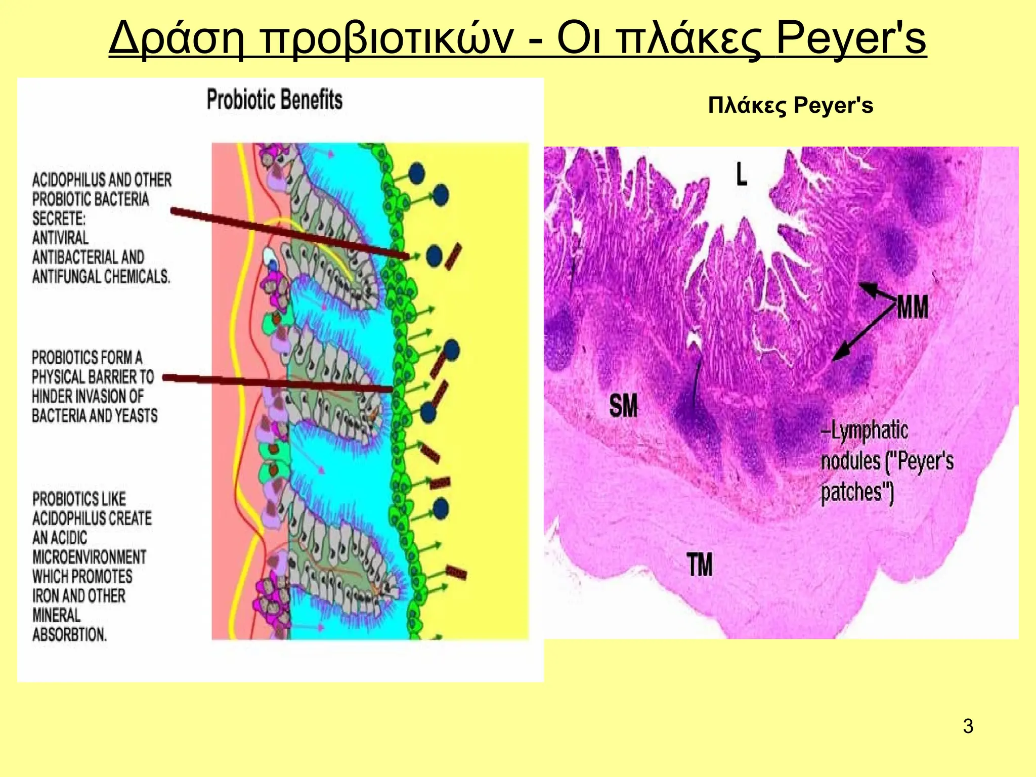 3
Δράση προβιοτικών - Οι πλάκες Peyer's
Πλάκες Peyer's
 