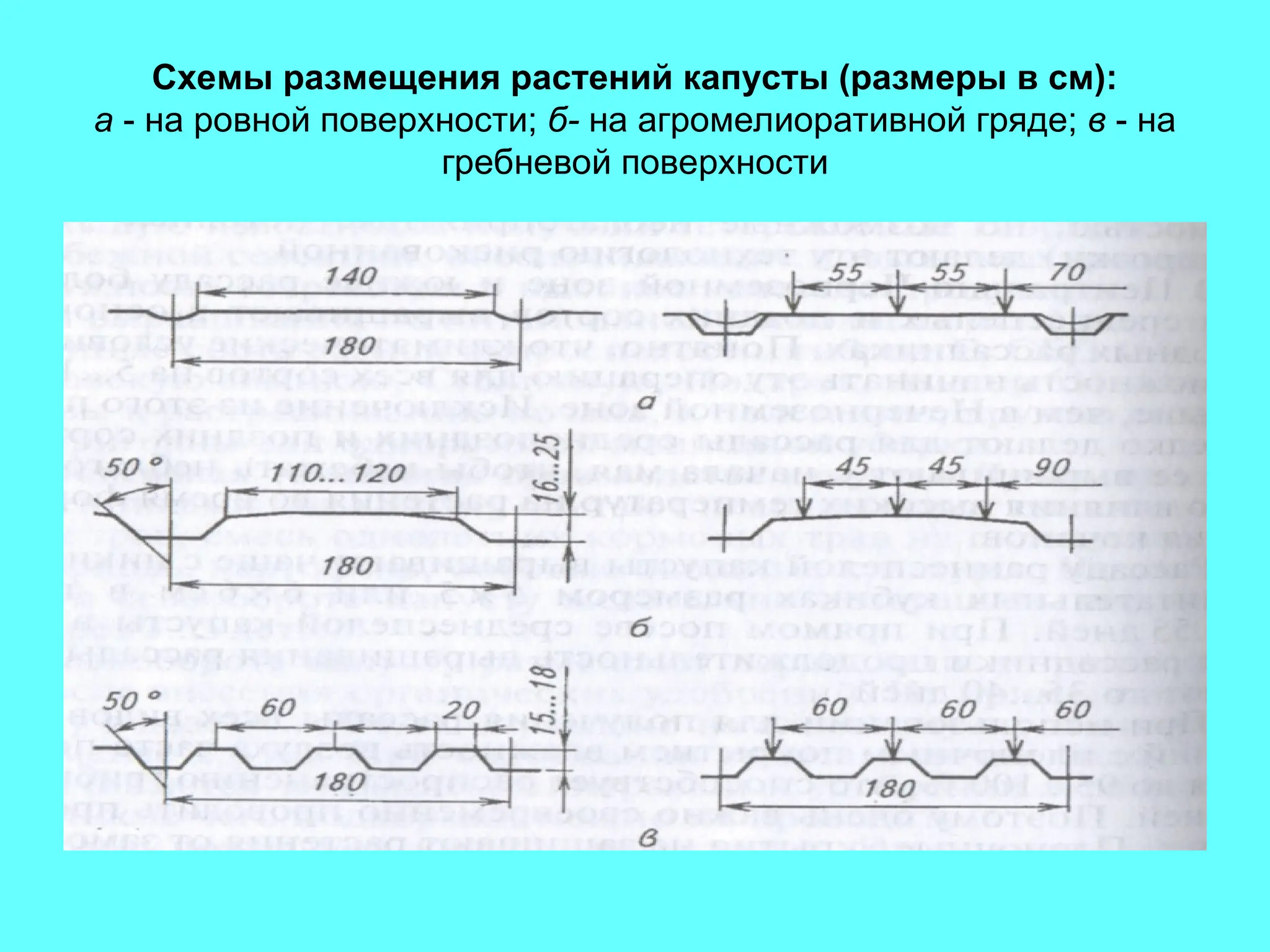 Схемы размещения растений капусты (размеры в см):
а - на ровной поверхности; б- на агромелиоративной гряде; в - на
гребневой поверхности
 