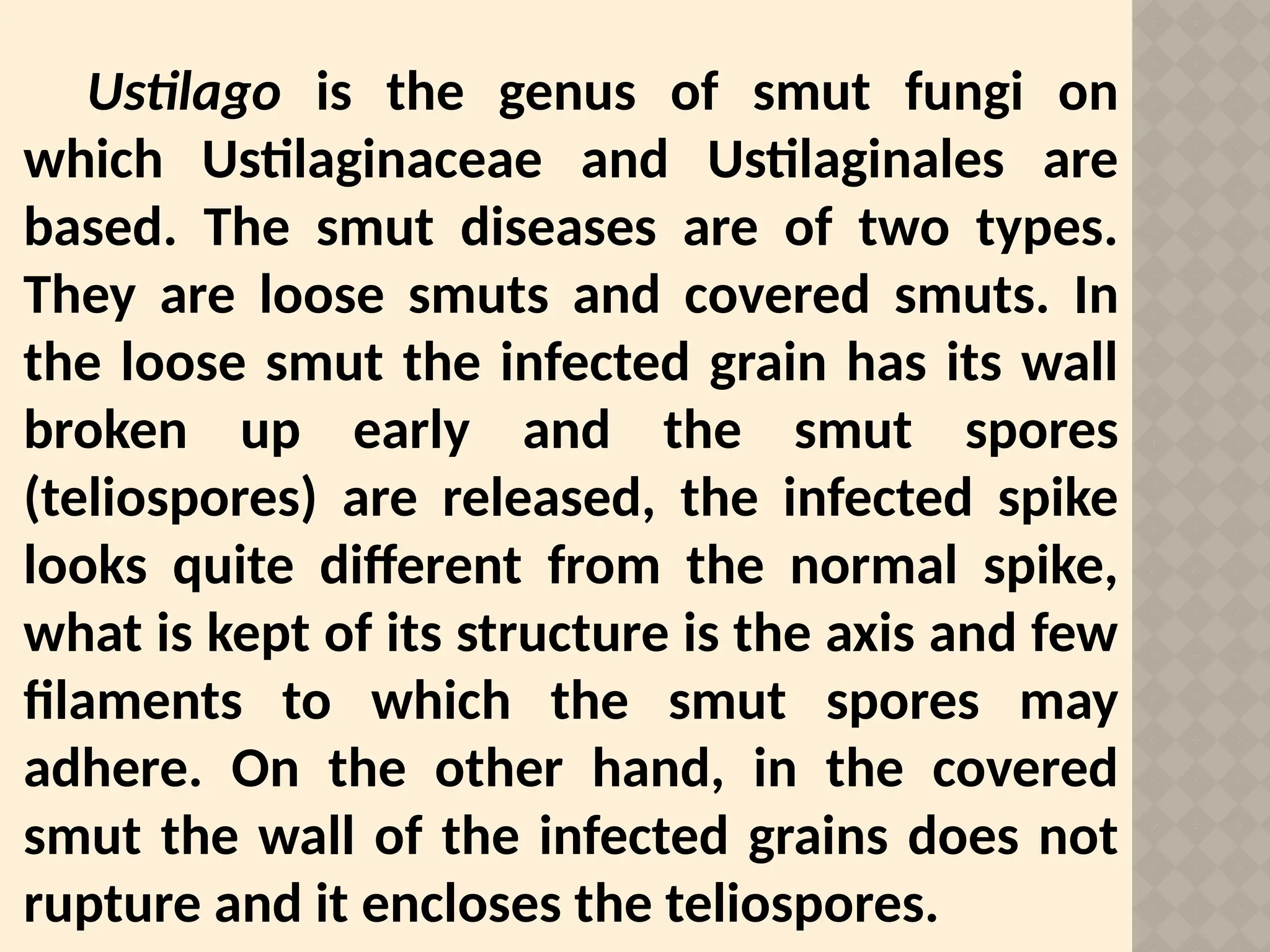 Ustilago is the genus of smut fungi on
which Ustilaginaceae and Ustilaginales are
based. The smut diseases are of two types.
They are loose smuts and covered smuts. In
the loose smut the infected grain has its wall
broken up early and the smut spores
(teliospores) are released, the infected spike
looks quite different from the normal spike,
what is kept of its structure is the axis and few
filaments to which the smut spores may
adhere. On the other hand, in the covered
smut the wall of the infected grains does not
rupture and it encloses the teliospores.
 