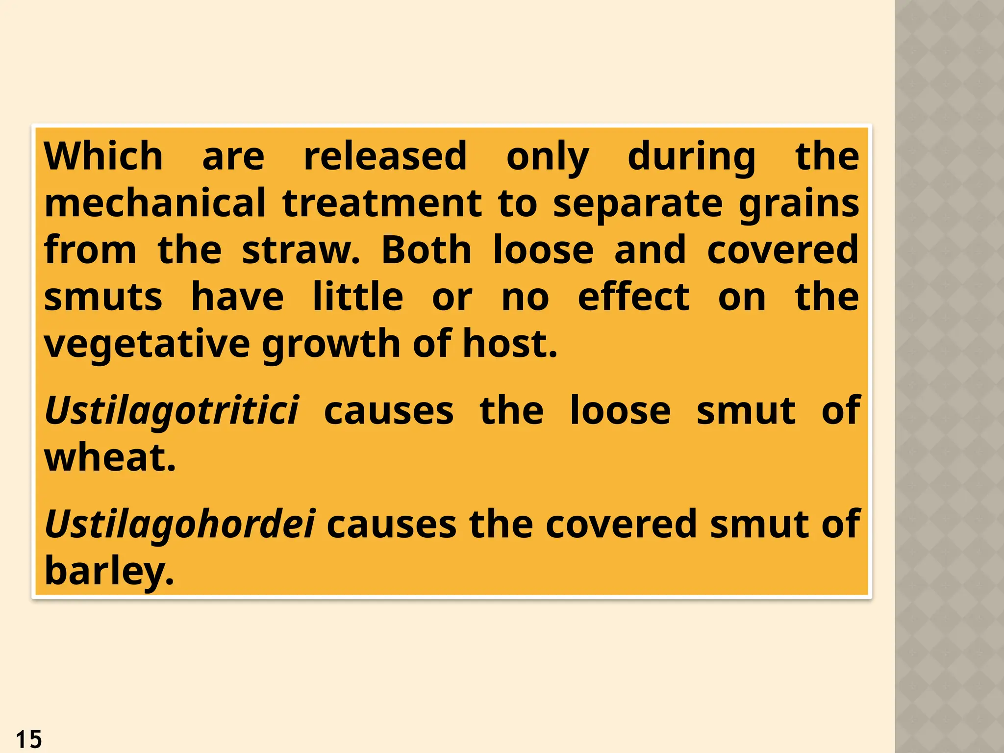 Which are released only during the
mechanical treatment to separate grains
from the straw. Both loose and covered
smuts have little or no effect on the
vegetative growth of host.
Ustilagotritici causes the loose smut of
wheat.
Ustilagohordei causes the covered smut of
barley.
15
 